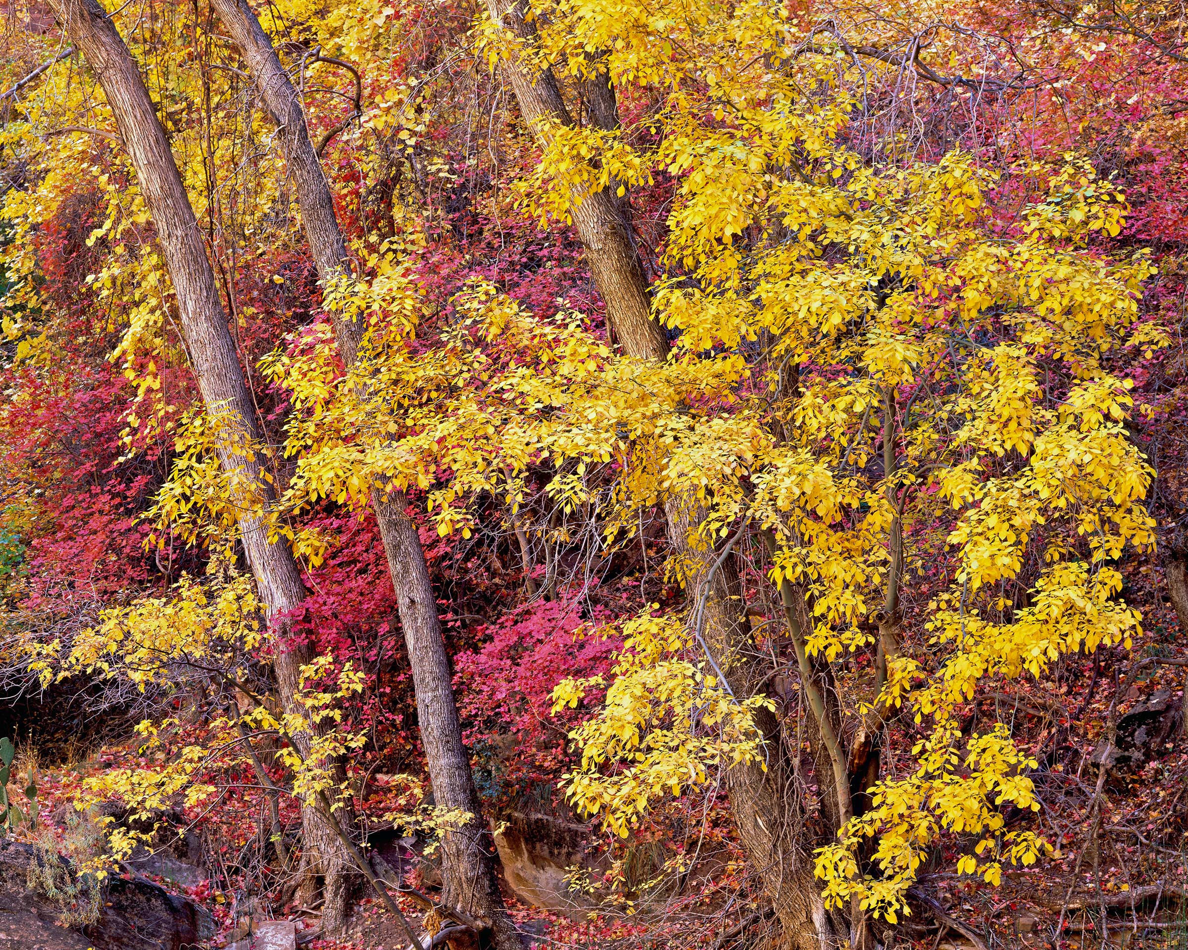 Alders and Maples