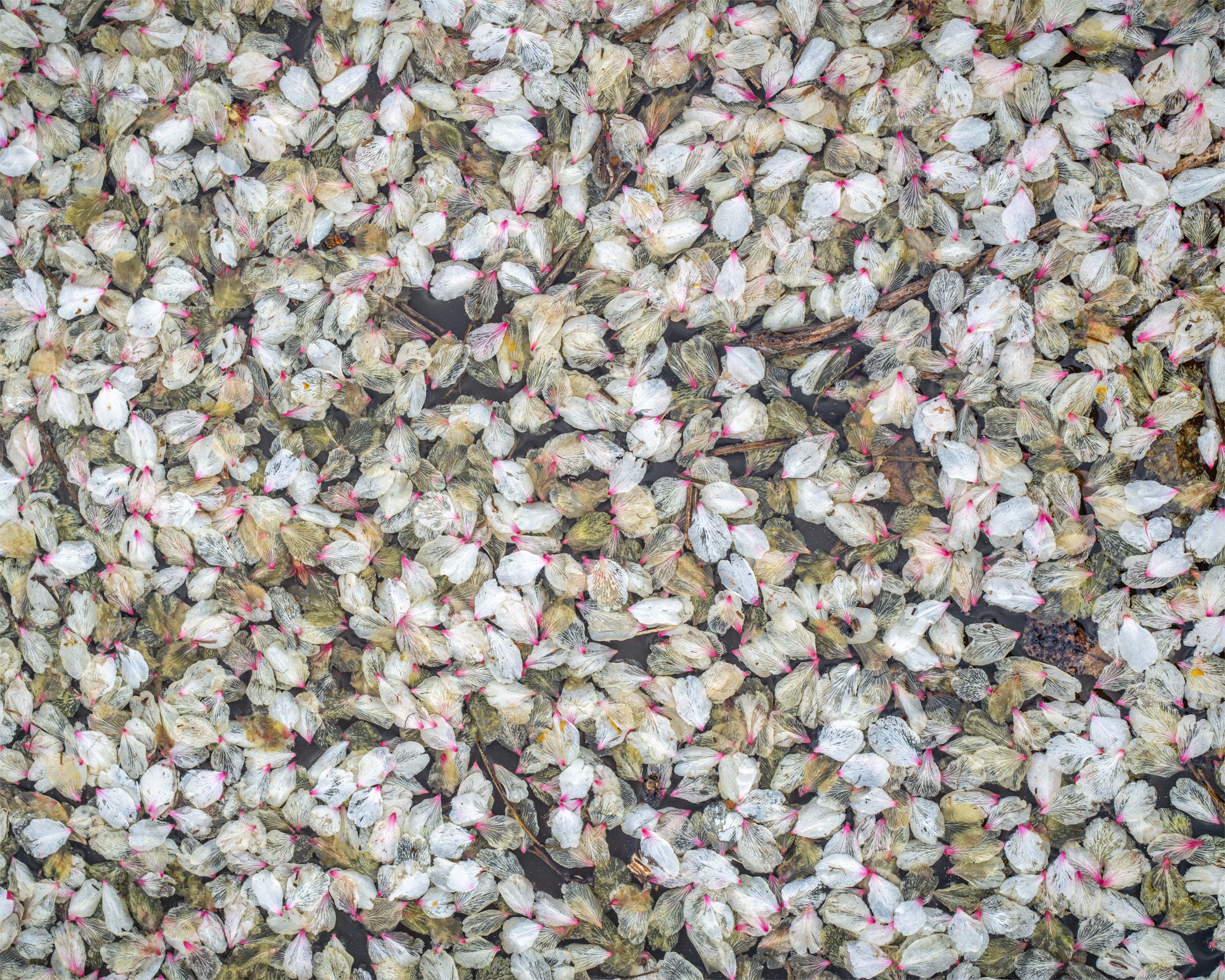Almond Bud Leaves