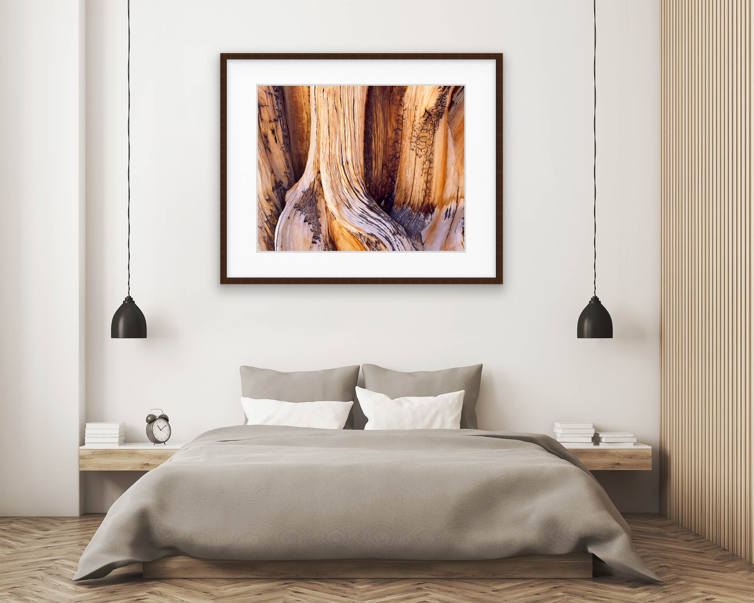 Ancient Bristlecone