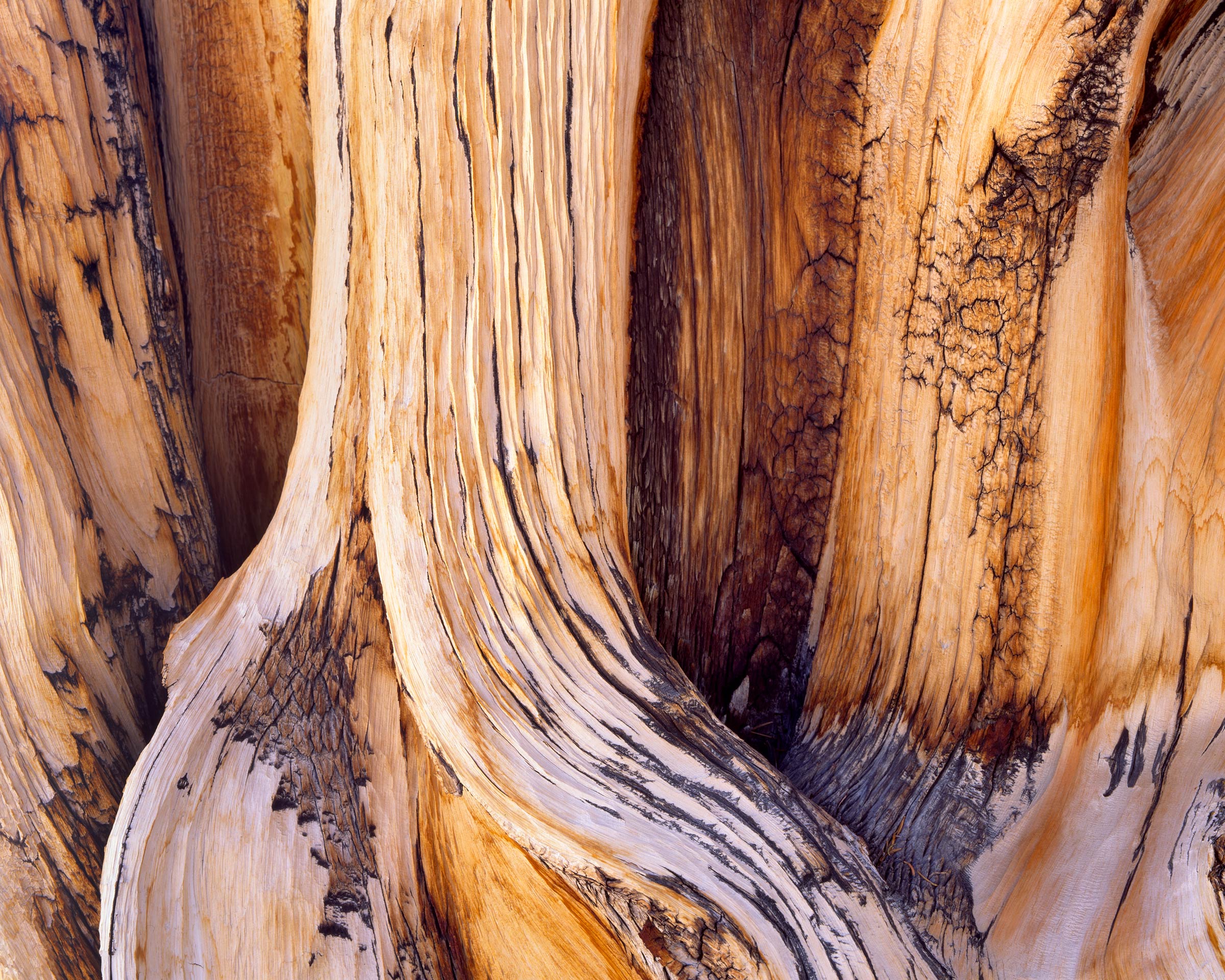 Ancient Bristlecone