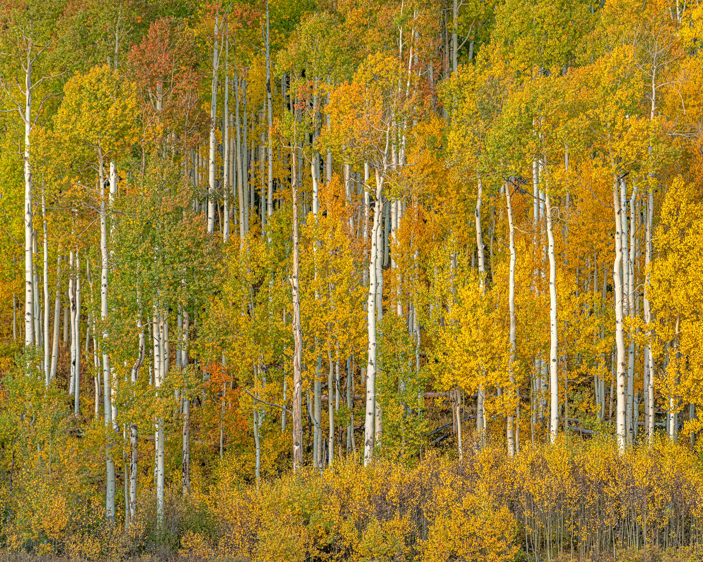 Aspens at Dusk