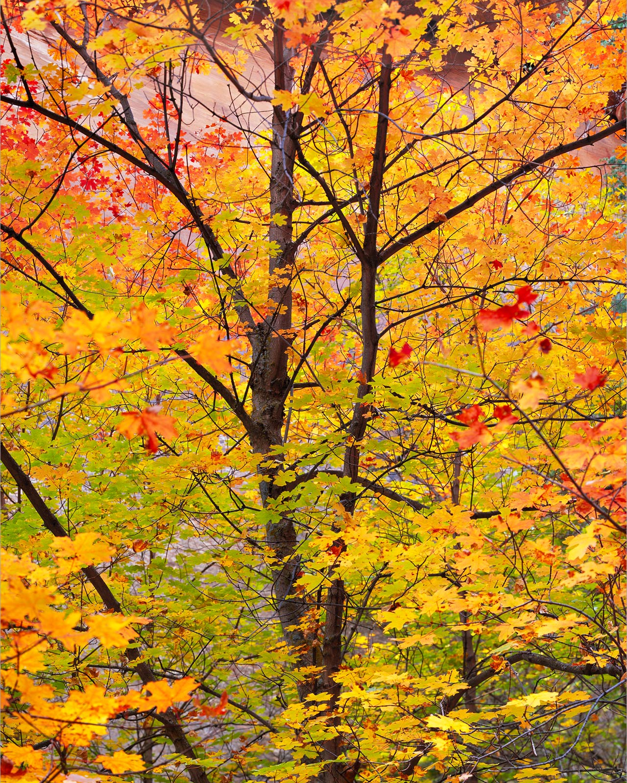 Autumn Symphony