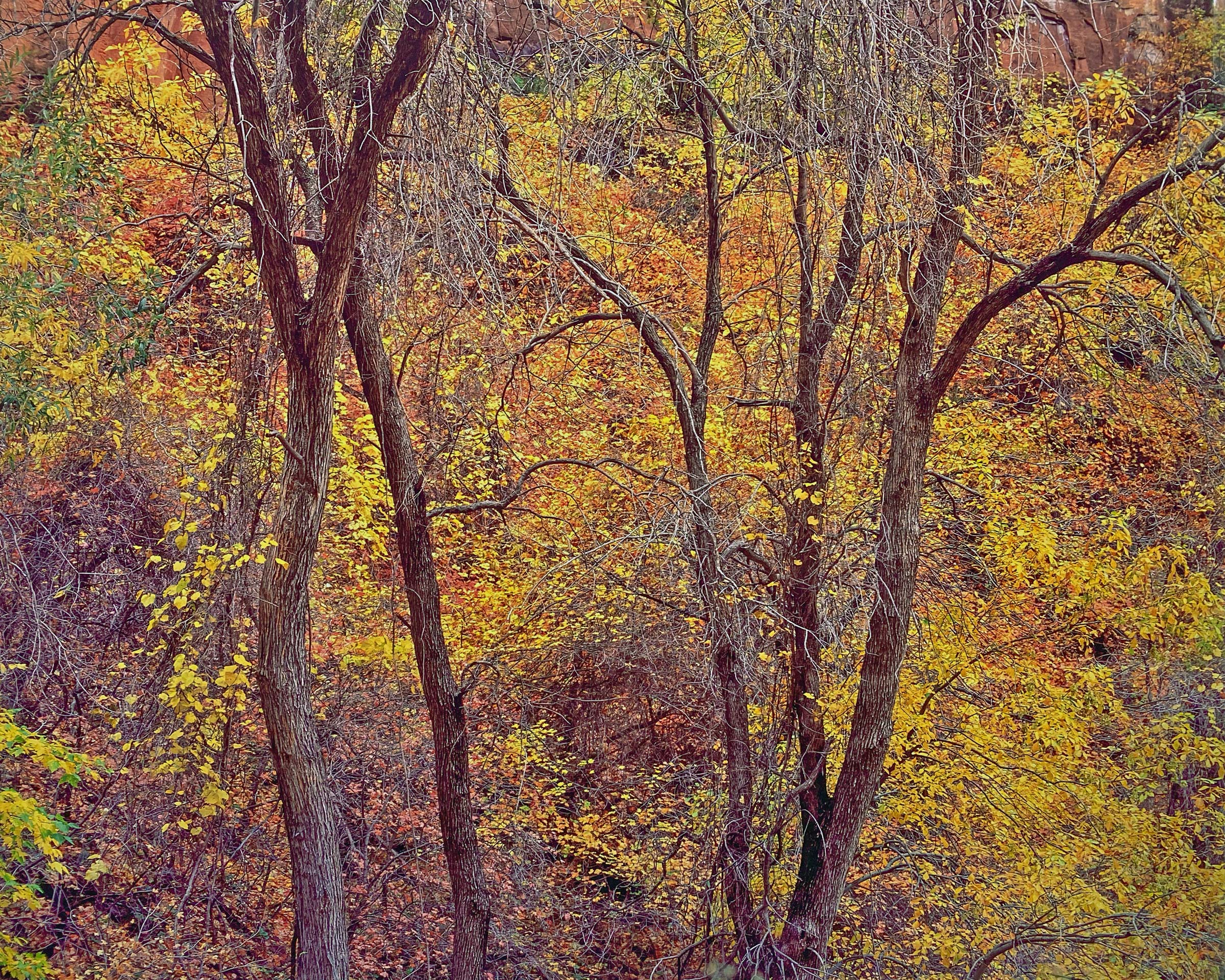 Bare Trees and Foliage