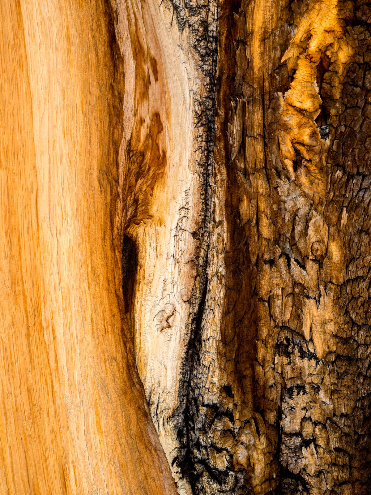 Bristlecone Detail