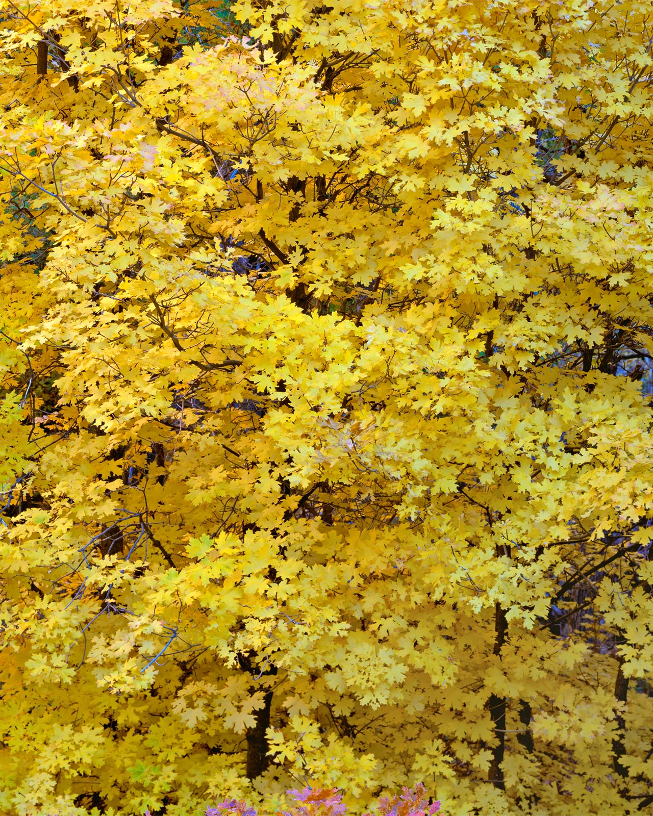 Cascades in Yellow