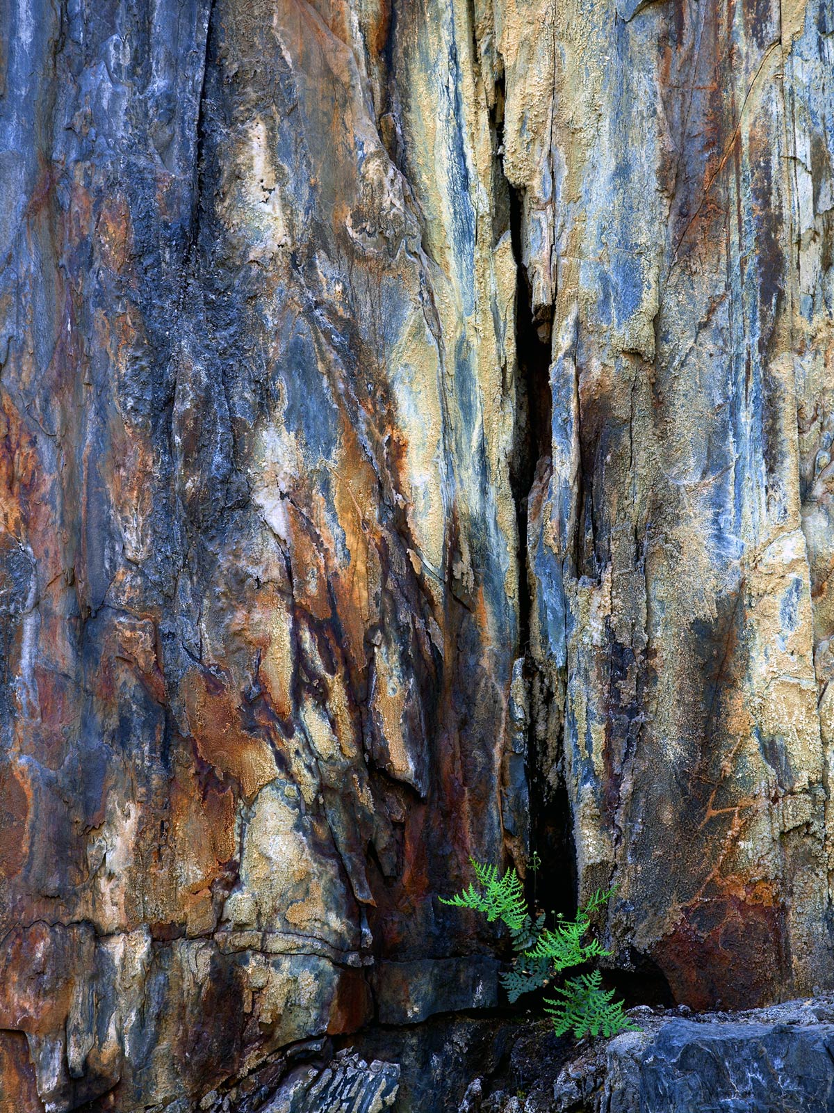 Fern and Granite