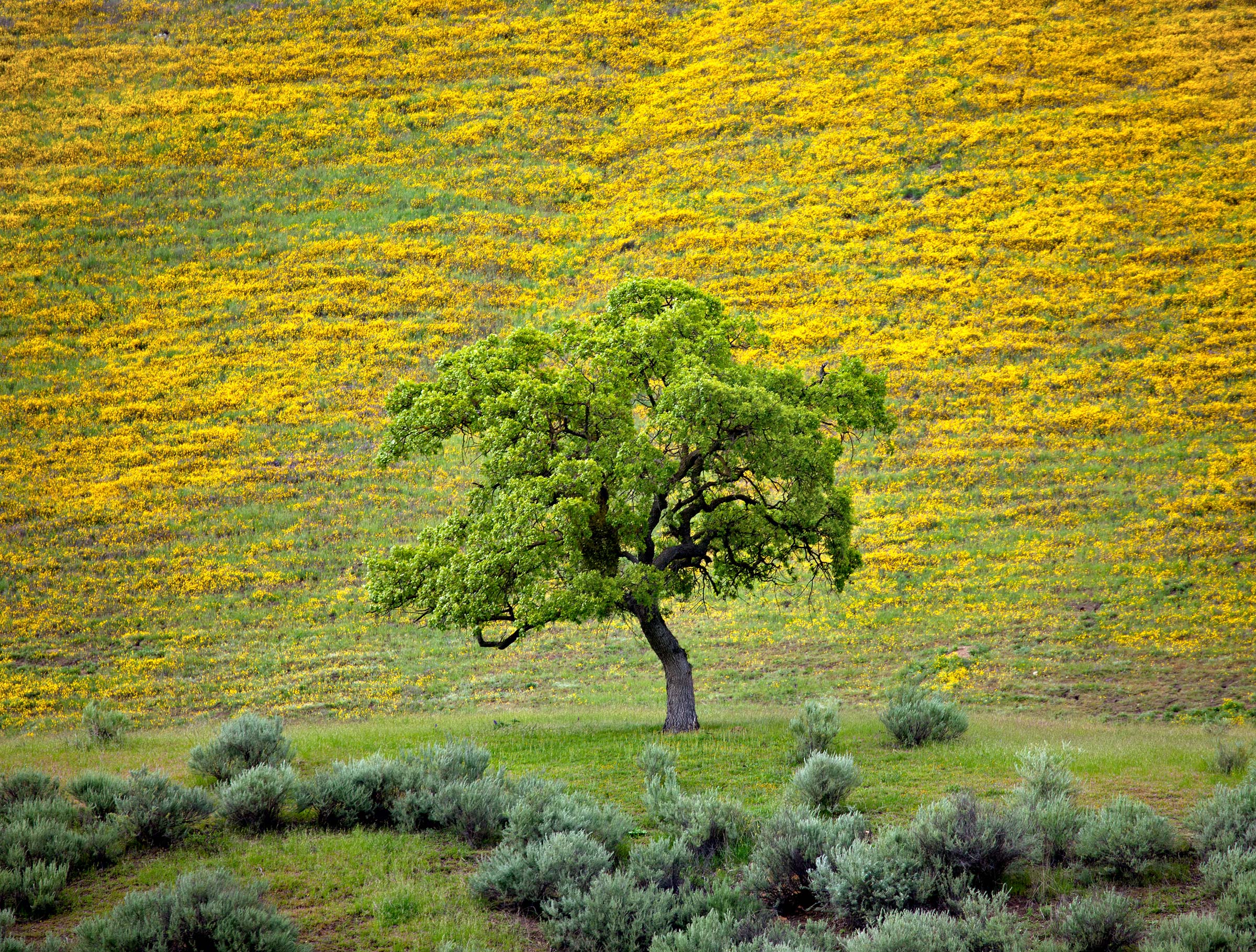 Hillside Oak