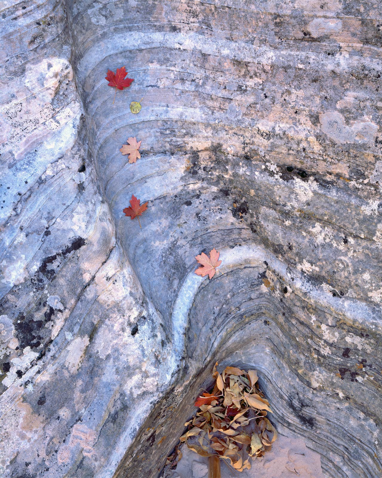 Leaf Chute
