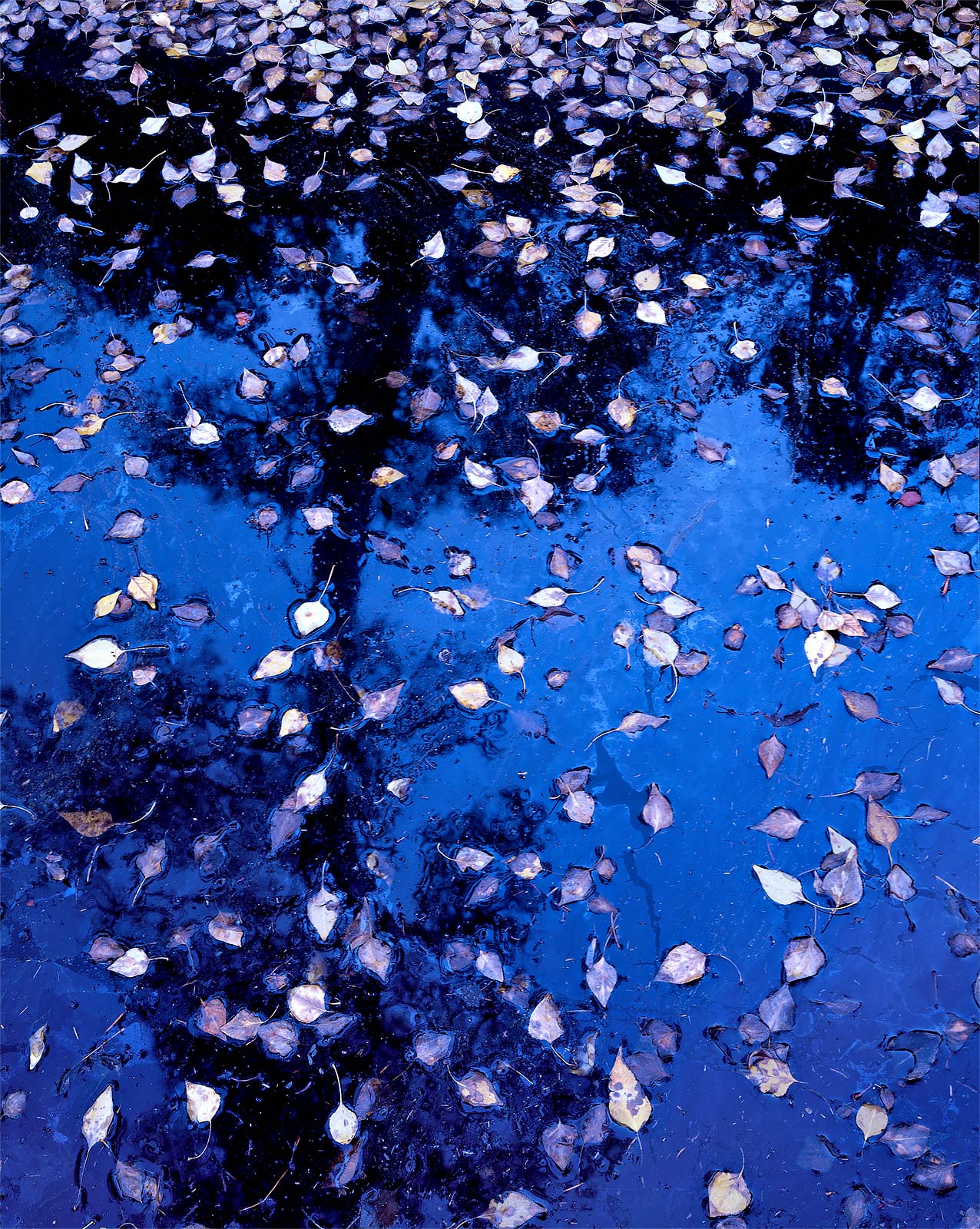 Leaves and Sky