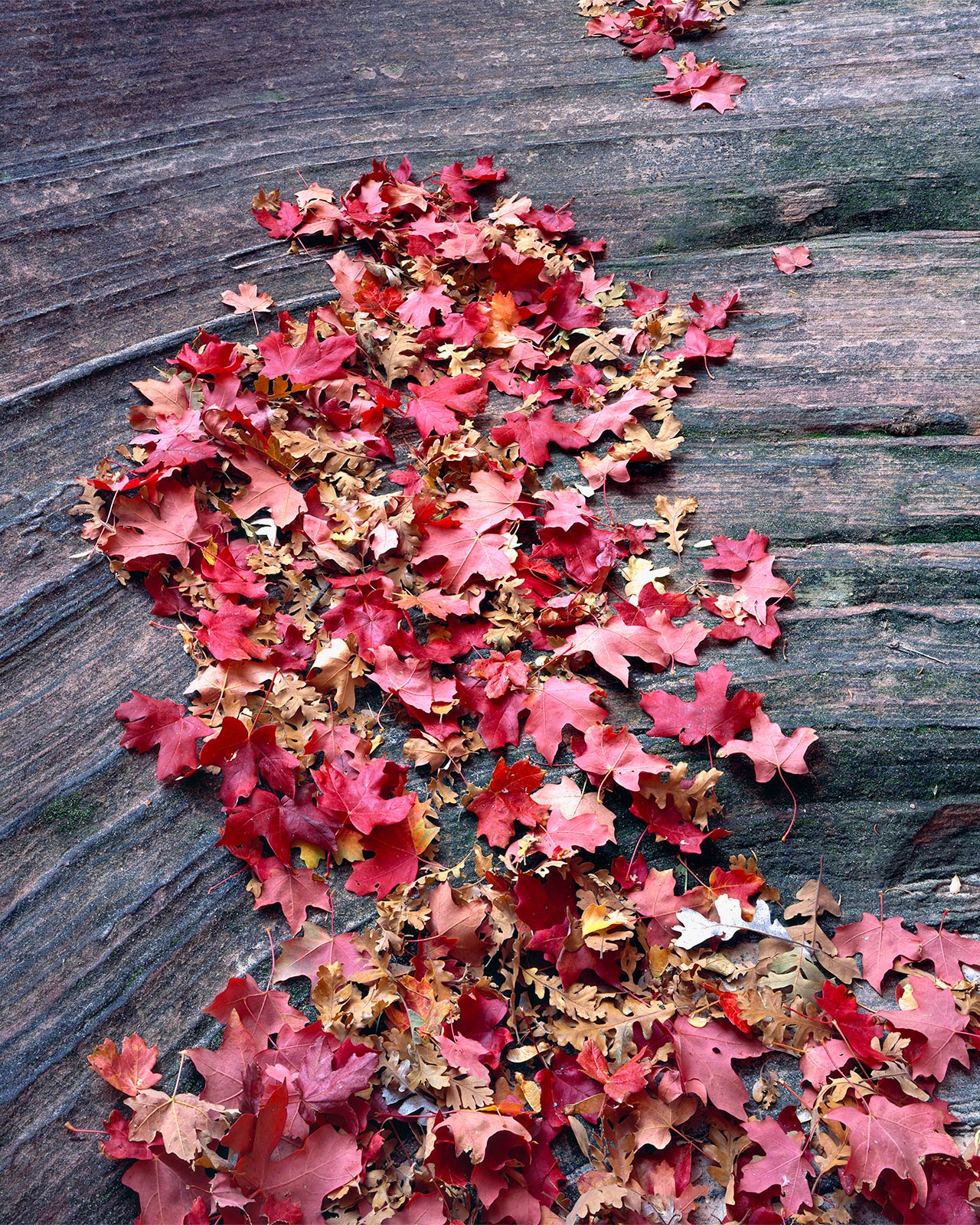 Leaves Like Water