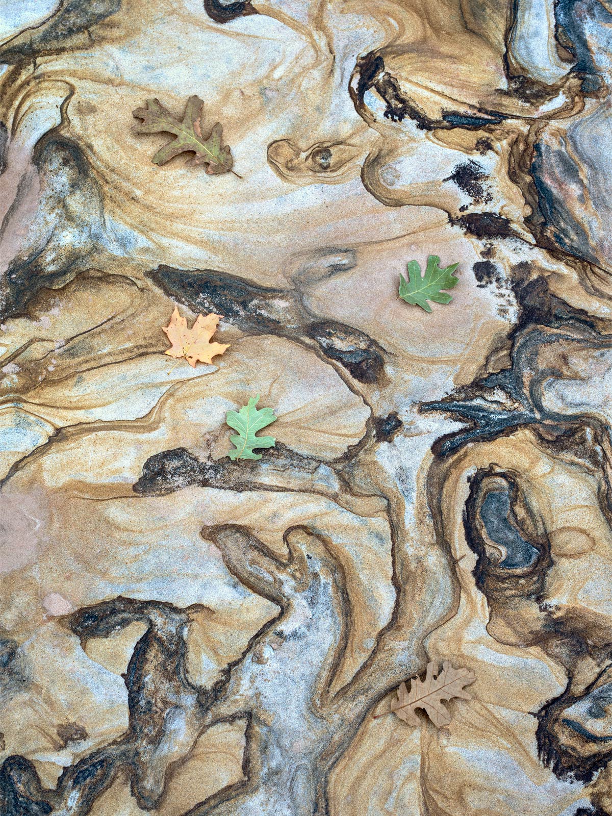 Leaves on Sandstone