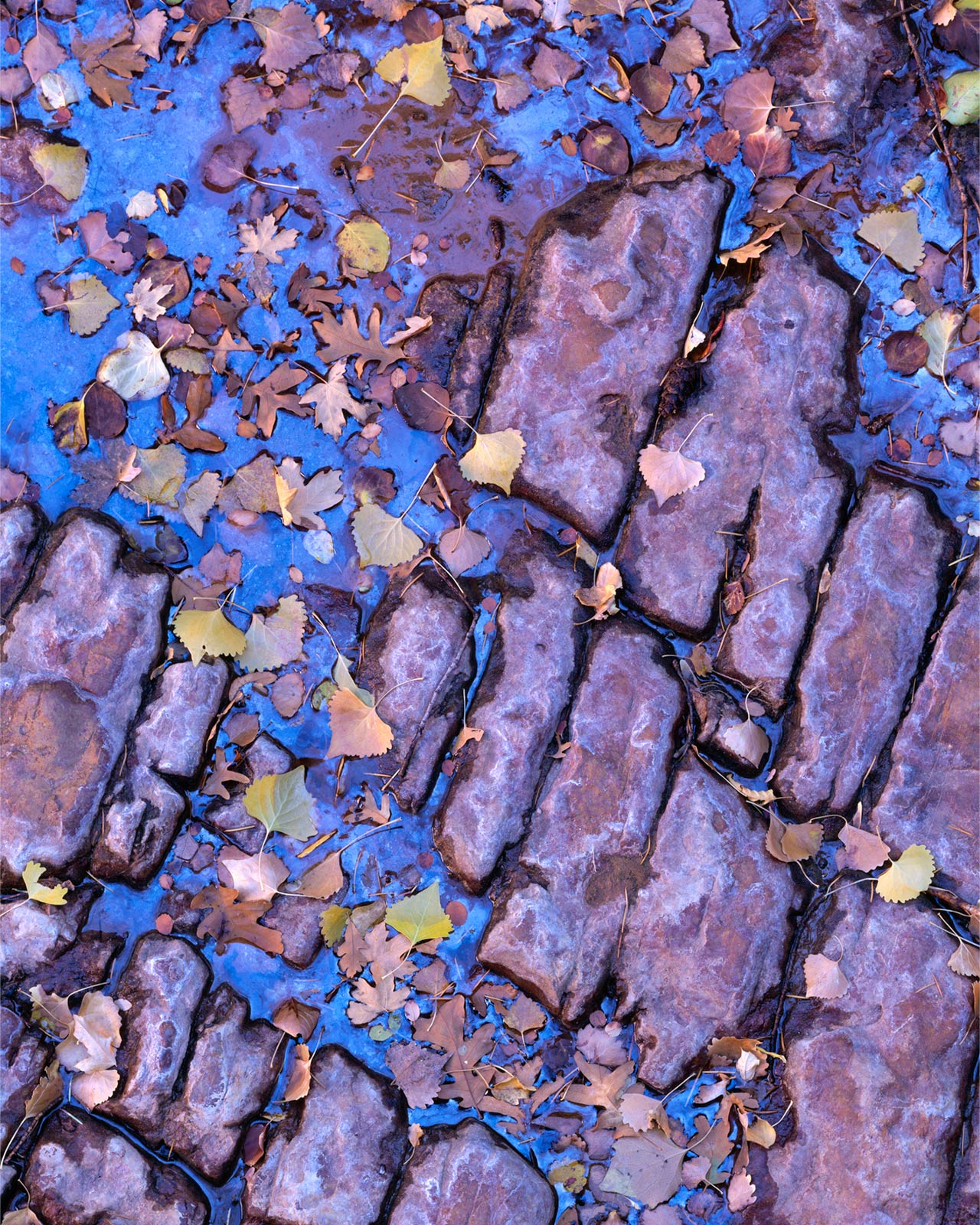 Leaves, Water, Stone