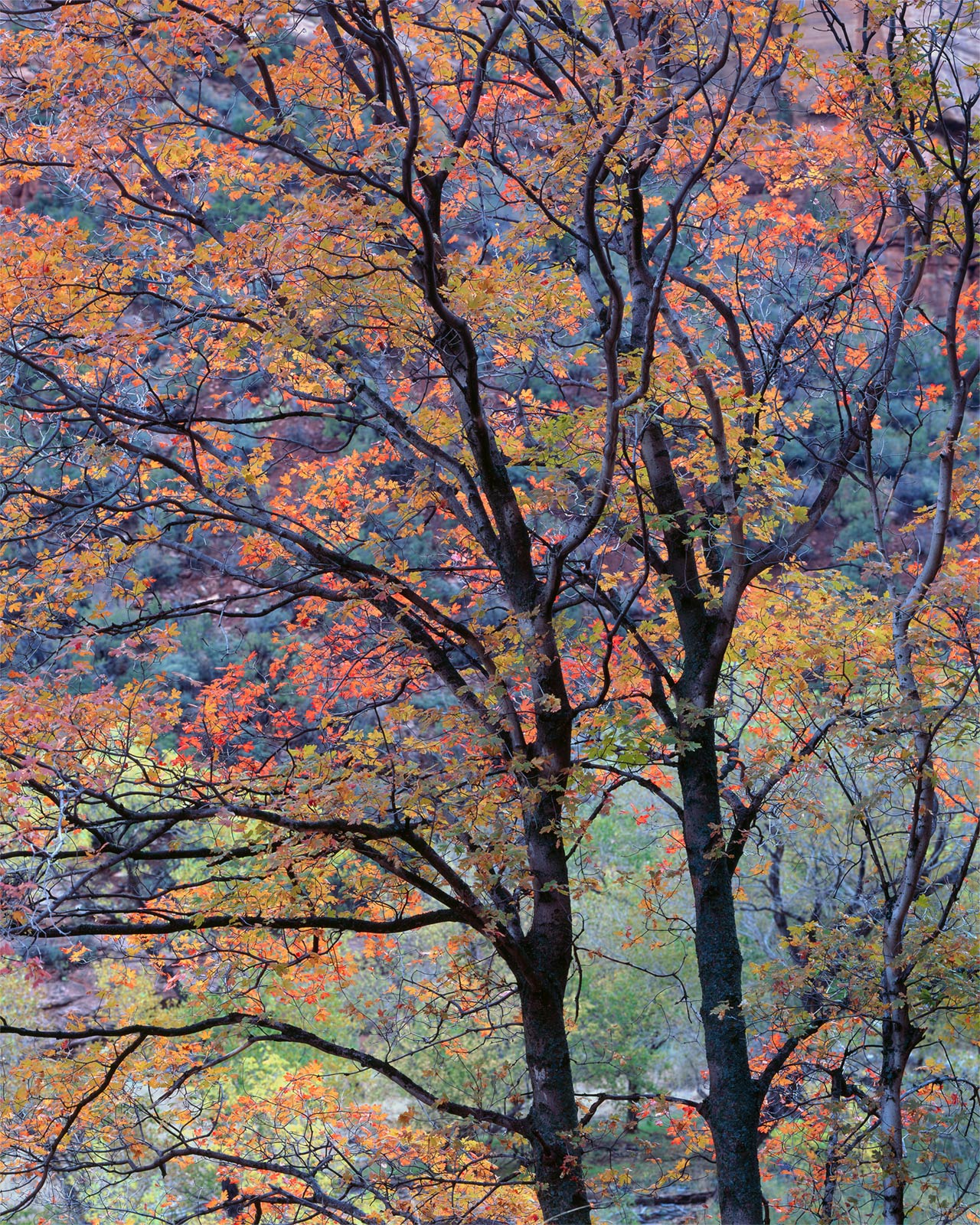 Morning Maples