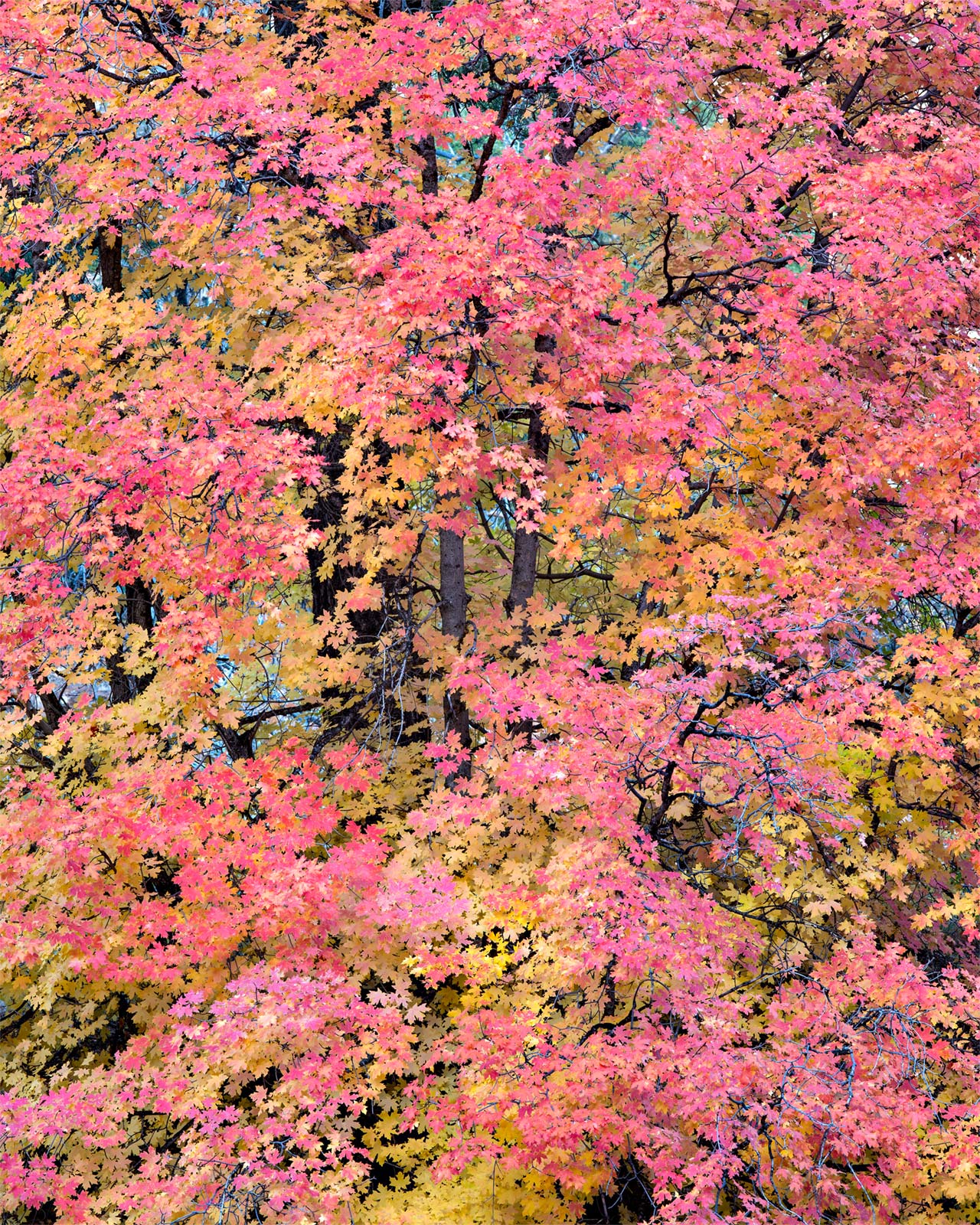 Pink and Yellow Maple