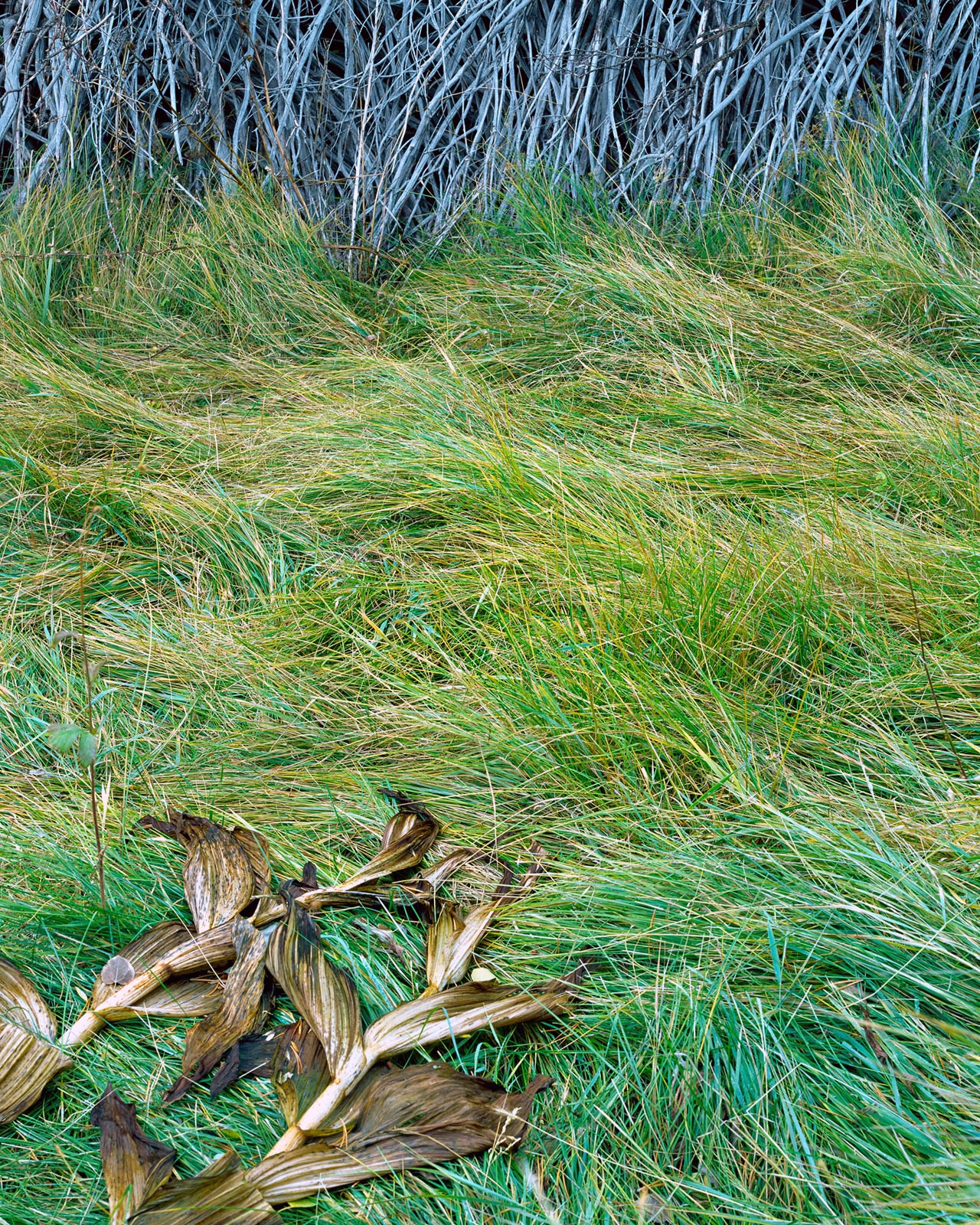 Stalks, Grass, Willows