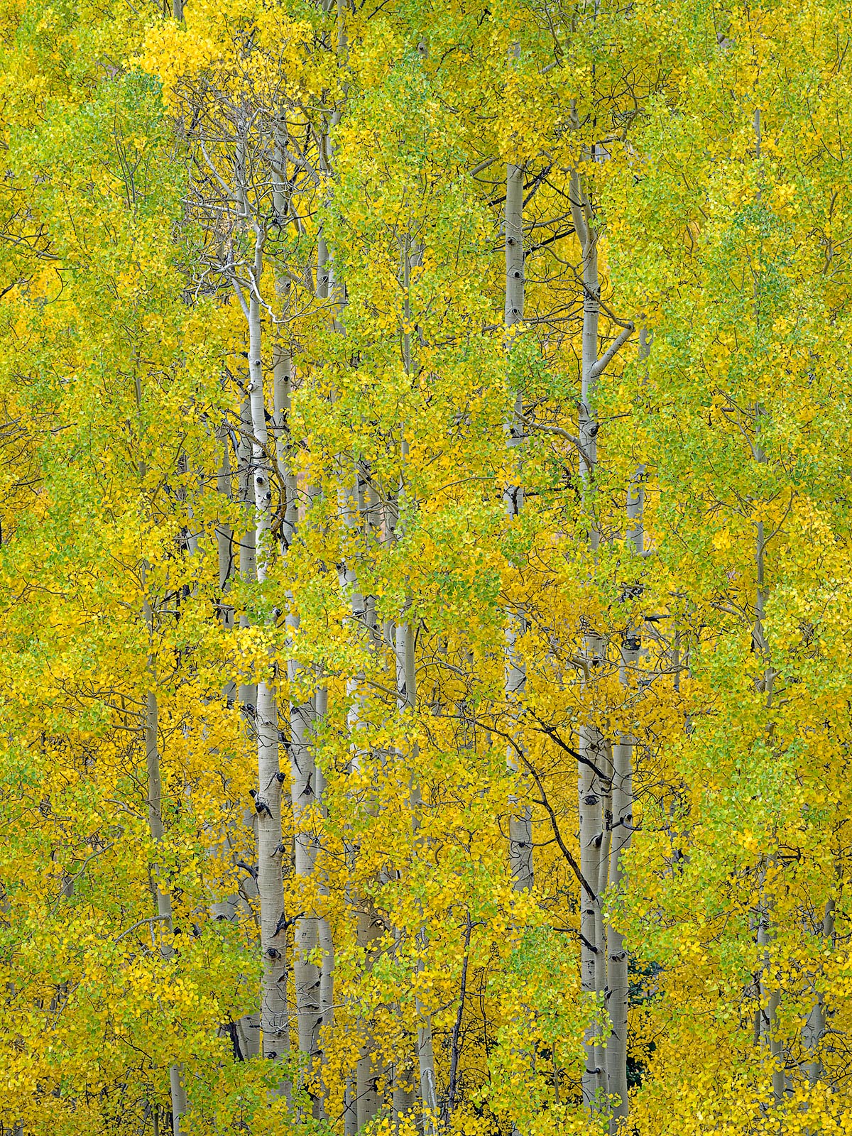 Stately Aspens