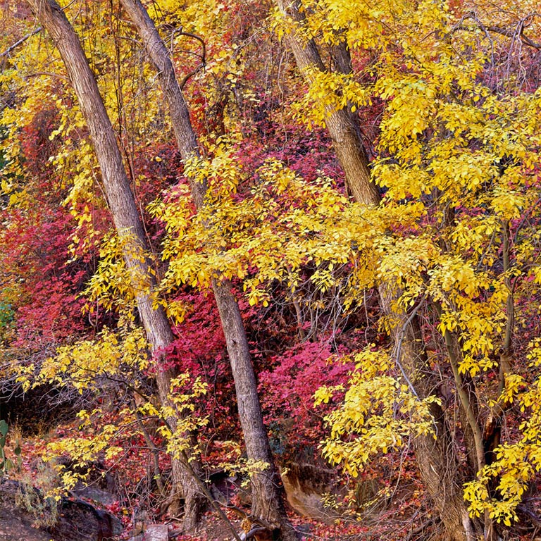 Alders and Maples