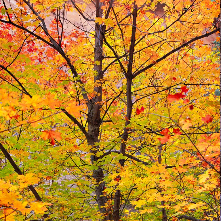 Autumn Symphony