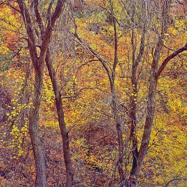 Bare Trees and Foliage