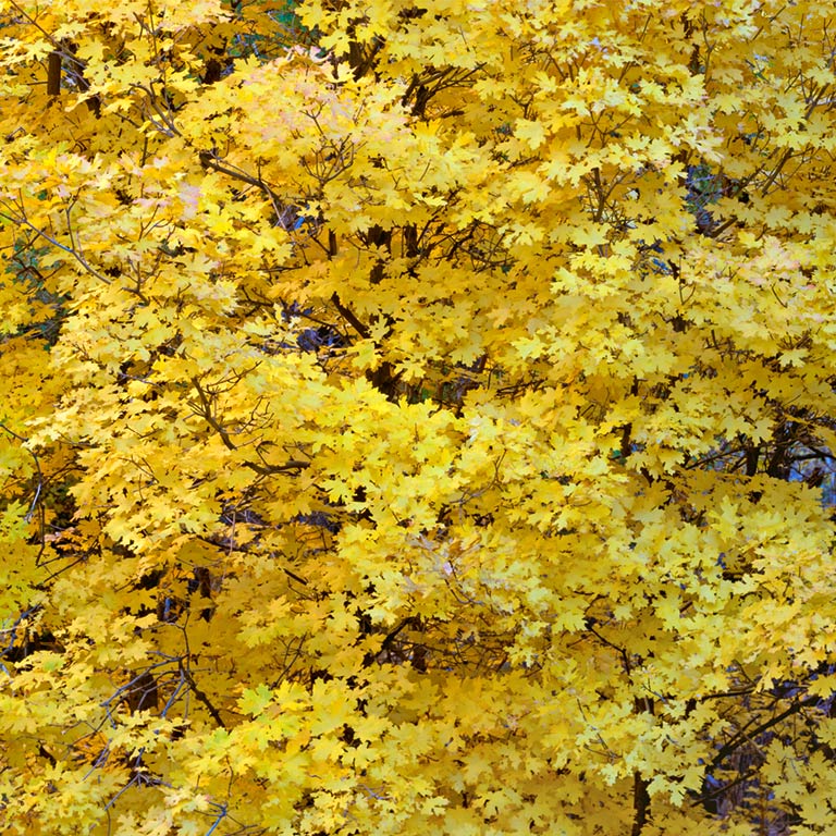 Cascades in Yellow