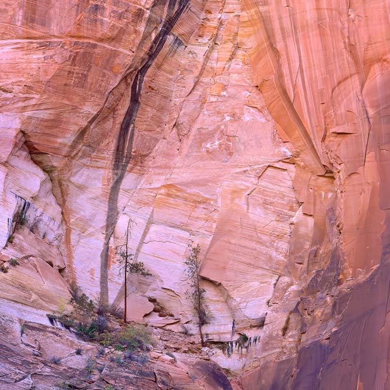 Cliff & Pines