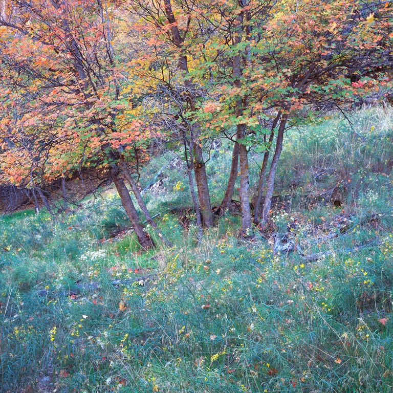 Fertile Ground
