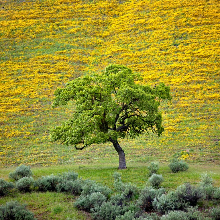 Hillside Oak