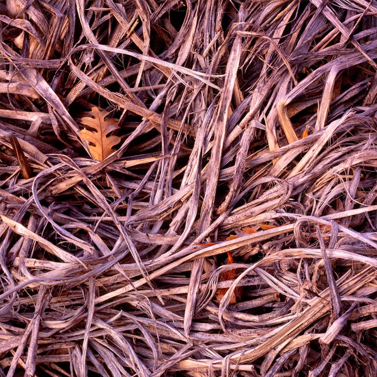 Leaf and Yucca