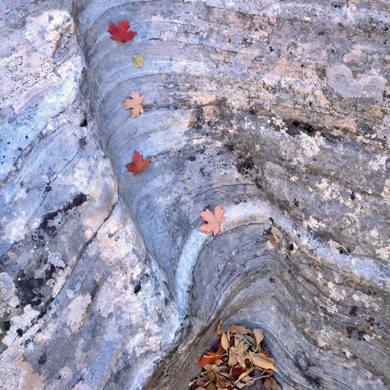 Leaf Chute