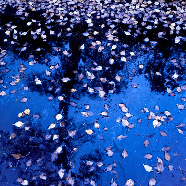 Leaves and Sky