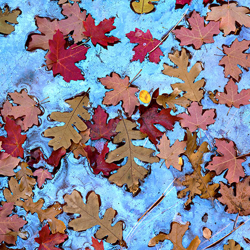 Leaves in Oily Water