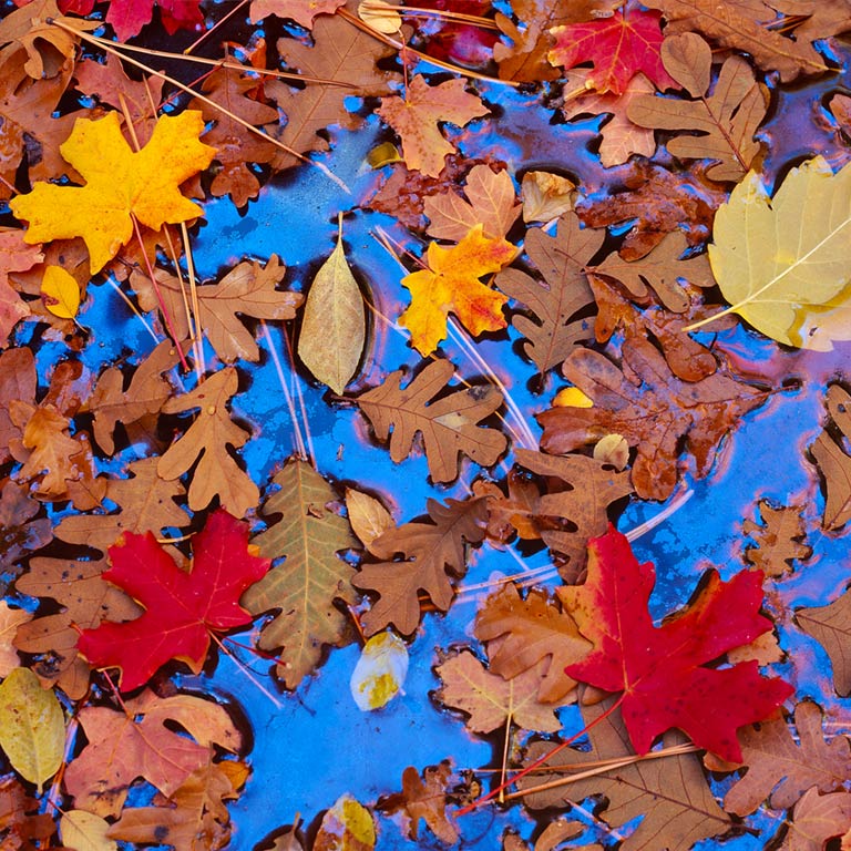 Leaves in Stream