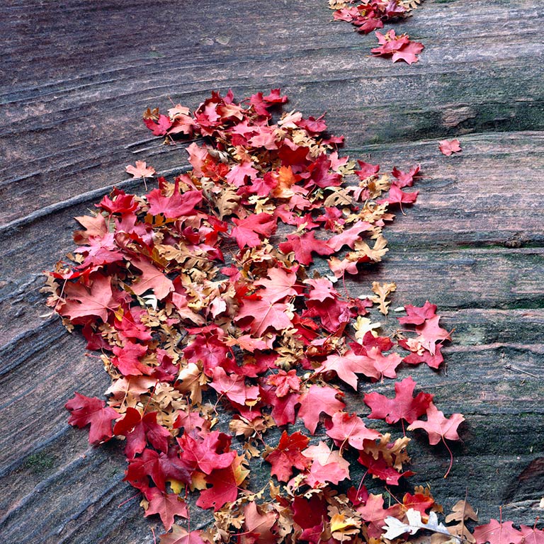 Leaves Like Water