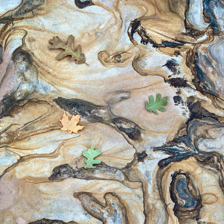 Leaves on Sandstone
