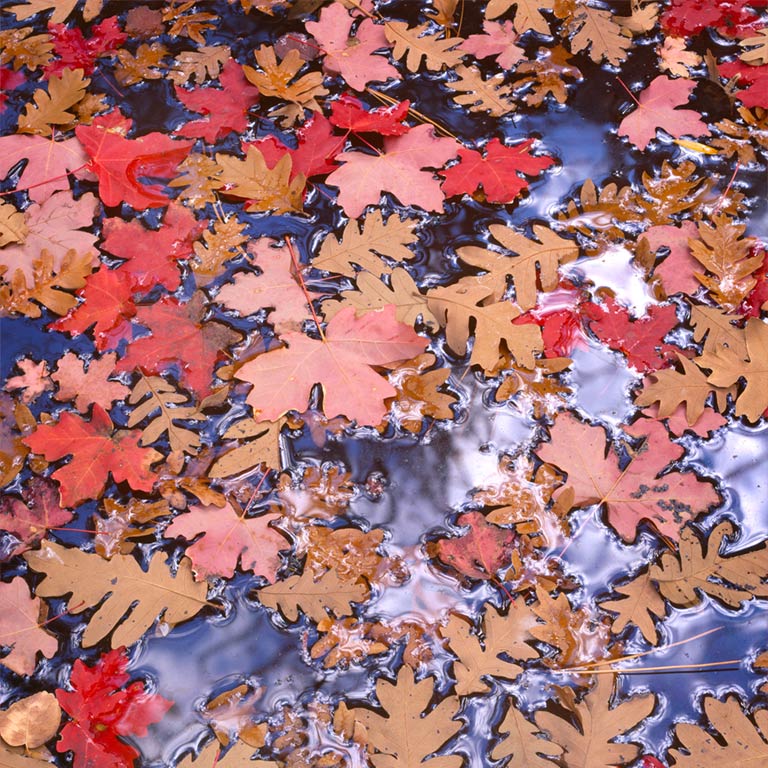 Leaves Reflecting Sky