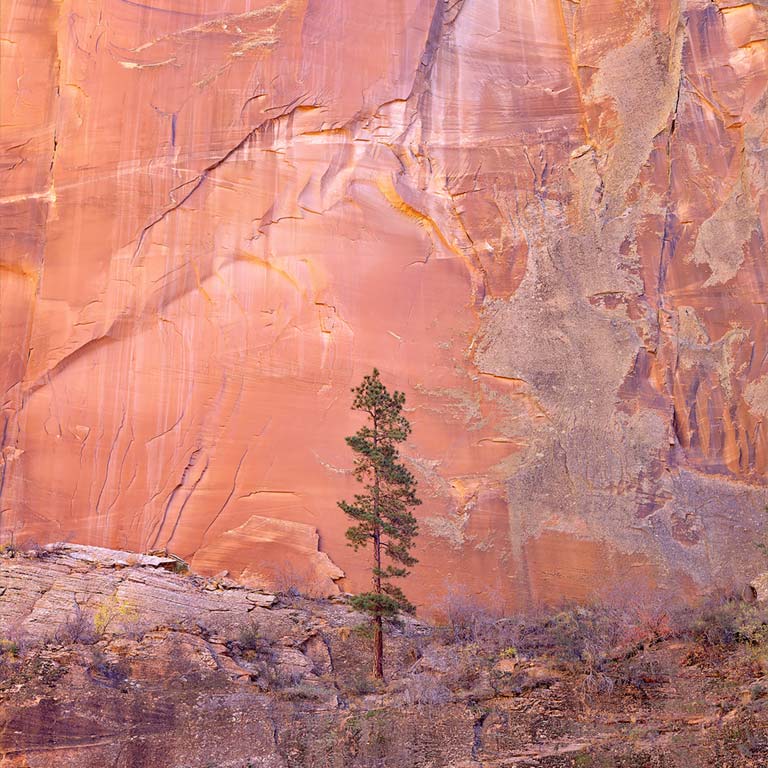 Lone Pine