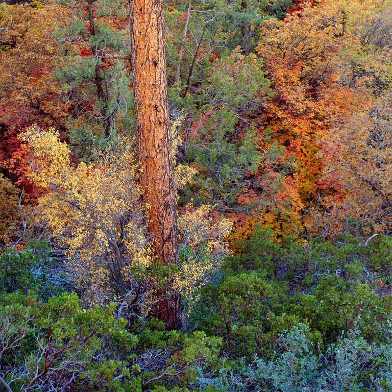 Luminous Pine