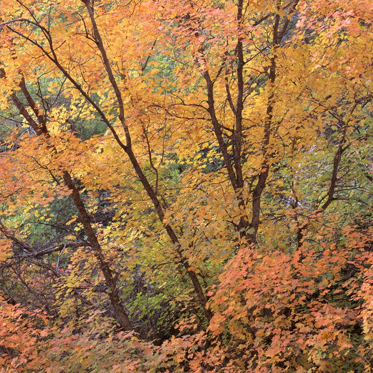 Maple Canopy