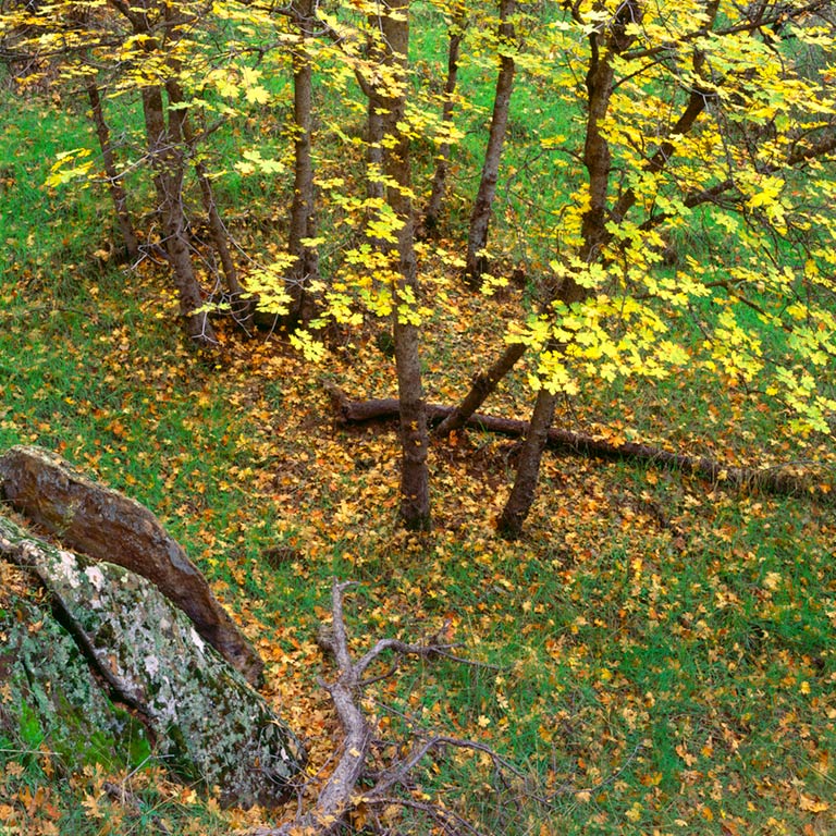 Maples in Rain