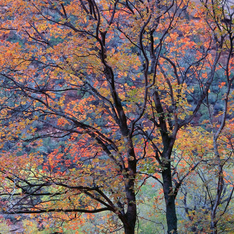 Morning Maples