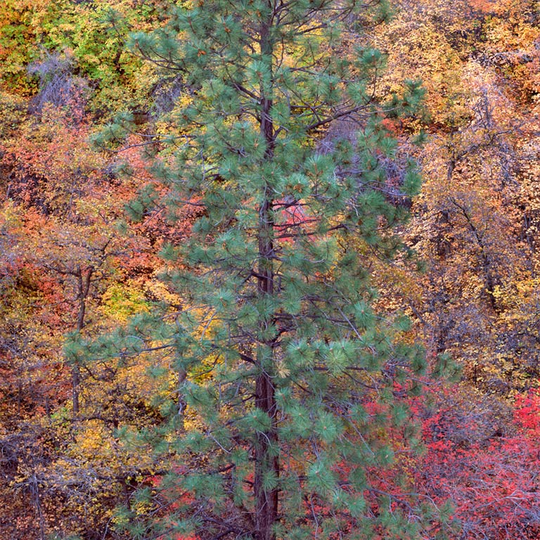 Pine and Maples