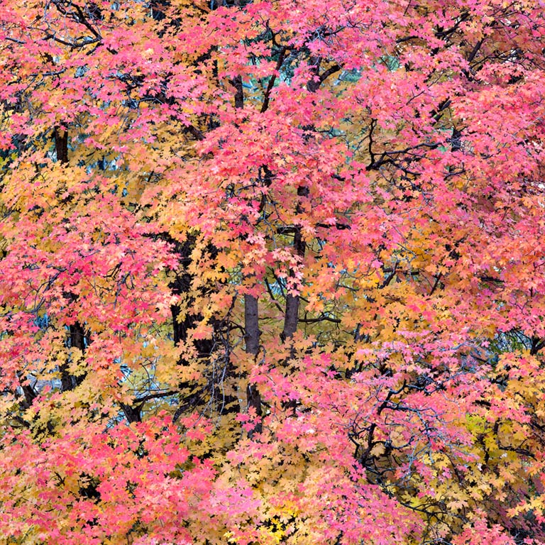 Pink and Yellow Maple