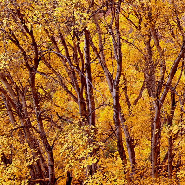Radiant Trees at Dusk