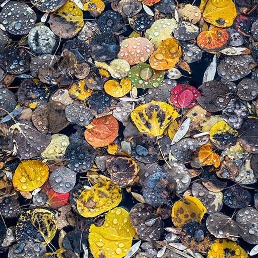 Raindrops on Leaves