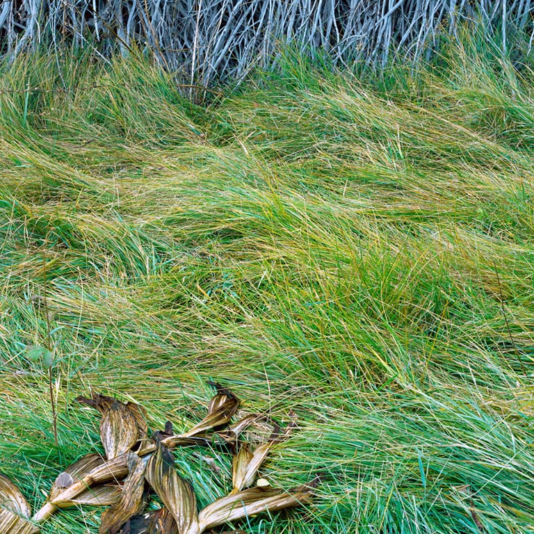Stalks, Grass, Willows