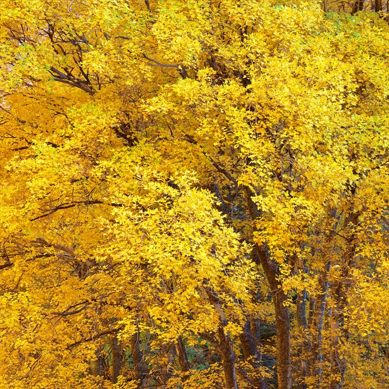 Tapestry in Yellow