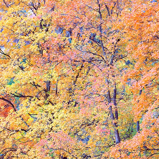 Three Maples