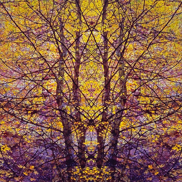 Trees of Life I