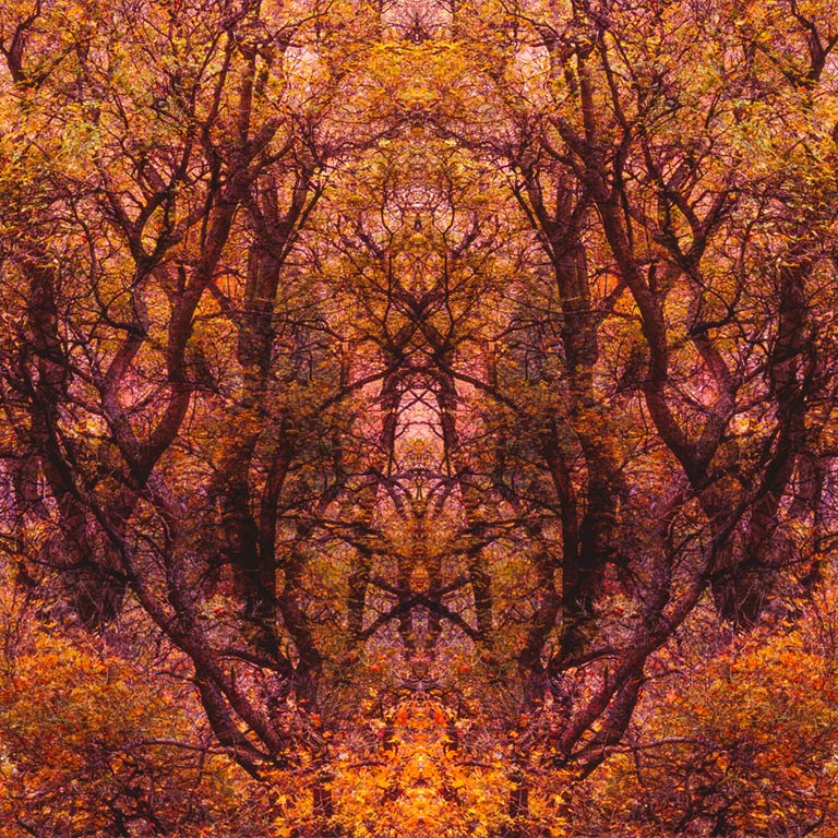 Tree of Life II
