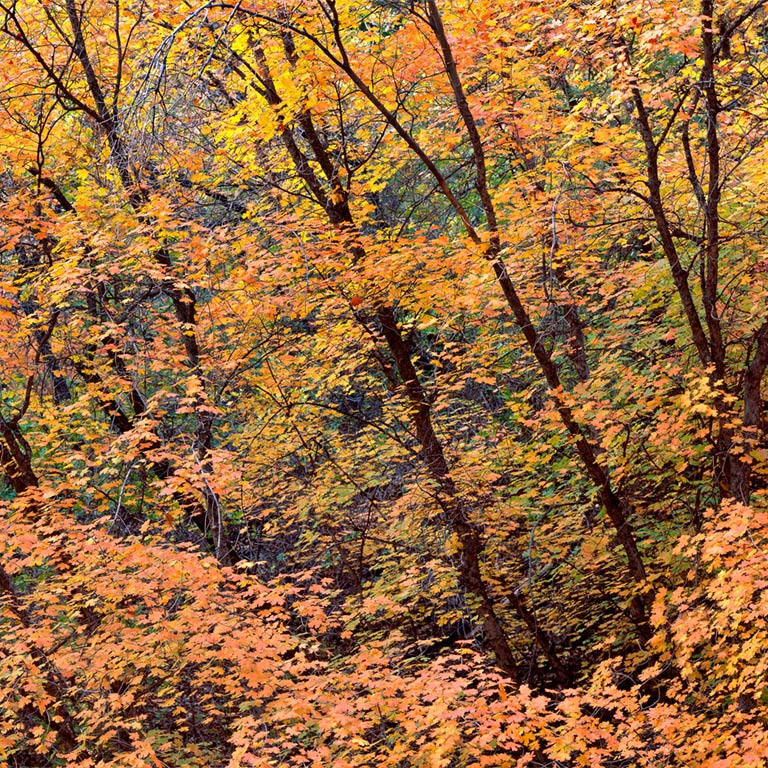 Twilight Maples